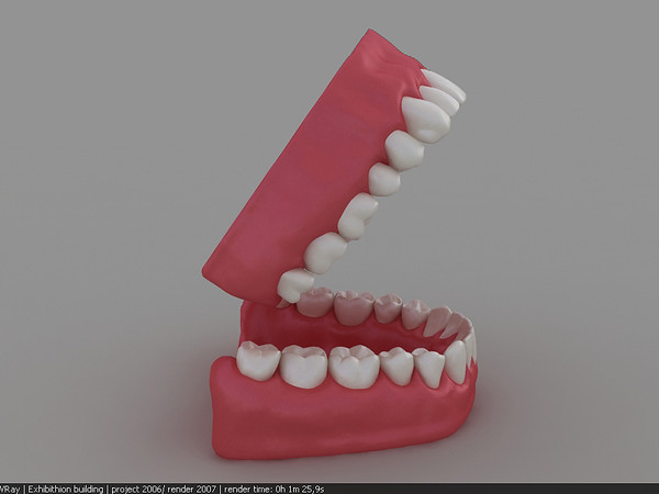 3d dentition model - dentition .max by marcel23d